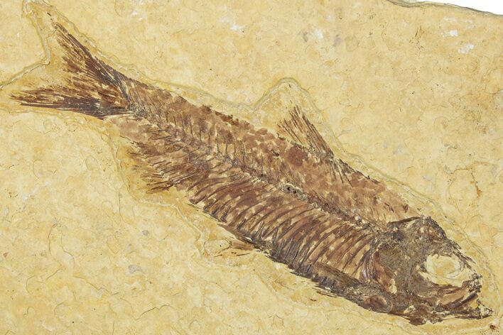 Detailed Fossil Fish (Knightia) - Wyoming #330817